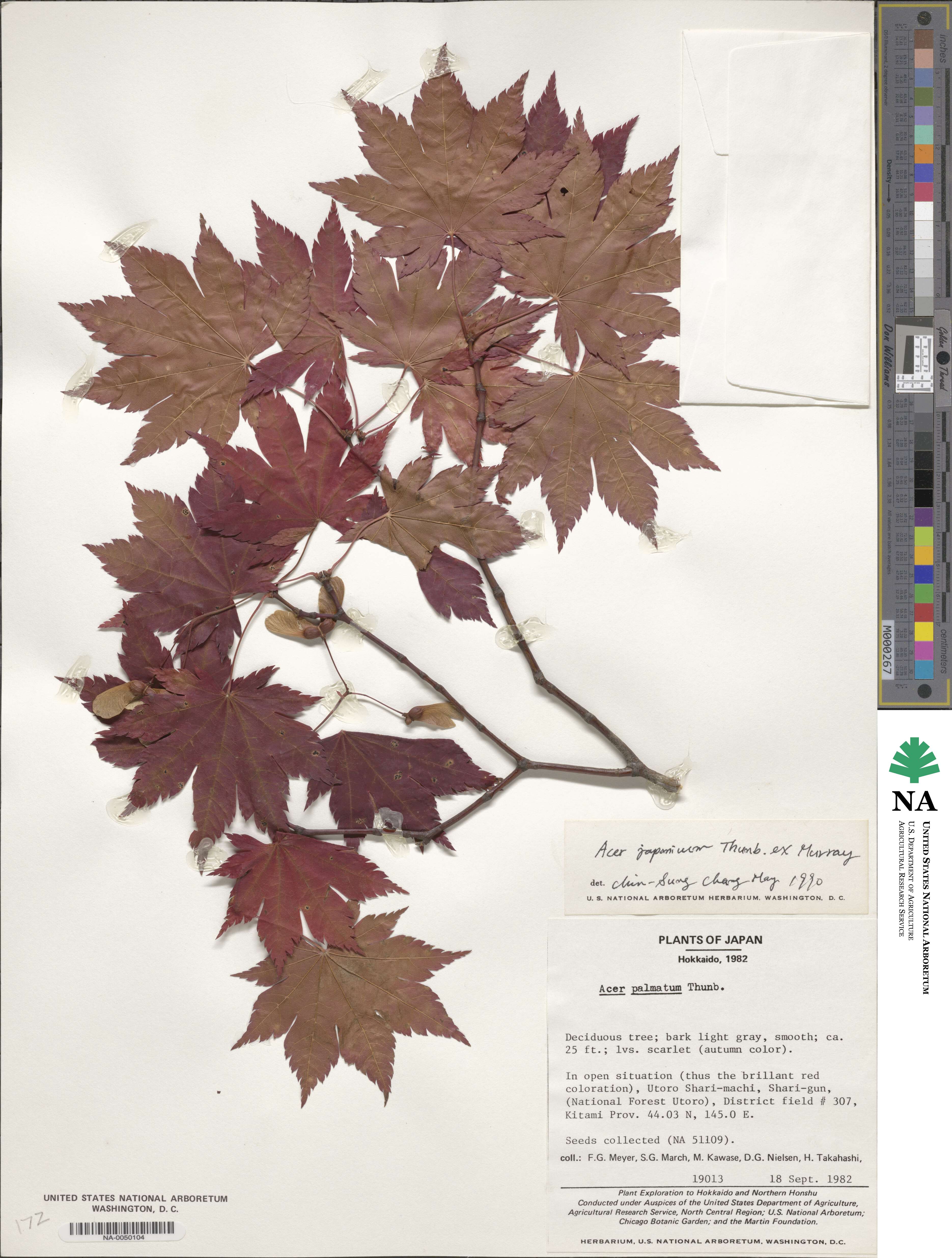 Acer japonicum image