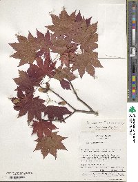 Acer japonicum image