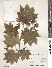 Acer japonicum image