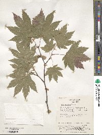 Acer japonicum image