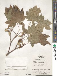 Acer japonicum image