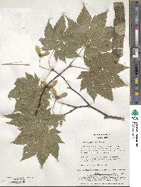 Acer japonicum image