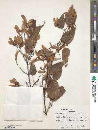 Acer caudatifolium image