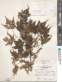 Acer micranthum image