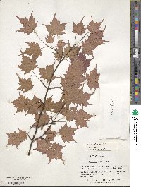 Acer micranthum image