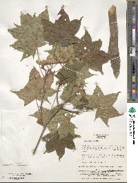 Acer pictum image