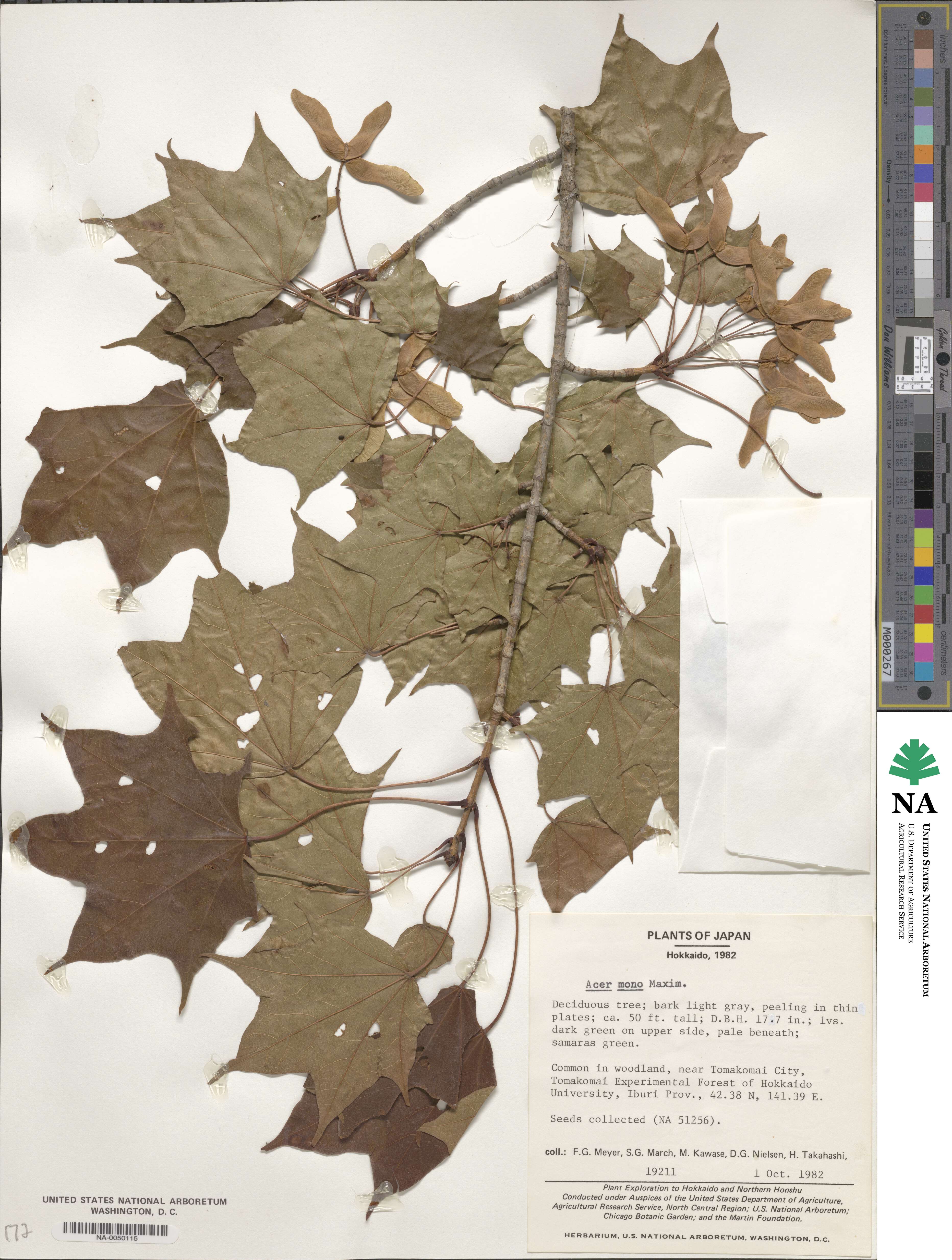 Acer pictum subsp. mono image