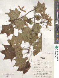 Acer pictum image