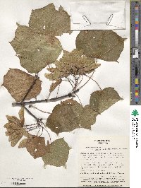 Acer pictum subsp. mayrii image