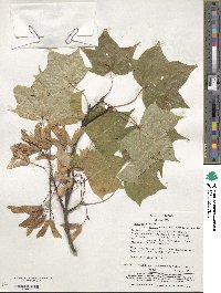 Acer pictum subsp. mayrii image