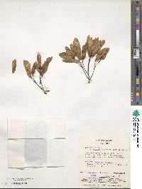 Acer pictum subsp. mayrii image