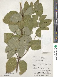 Aralia elata image