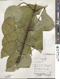 Aralia elata image