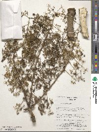 Aralia elata image