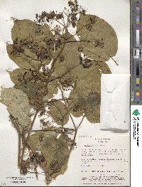 Aralia cordata image