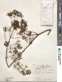 Aralia elata image