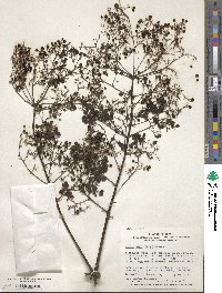 Aralia elata image