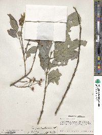 Euonymus hamiltonianus image