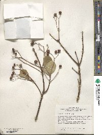 Euonymus japonicus image