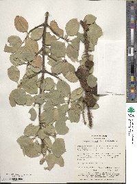 Euonymus fortunei image