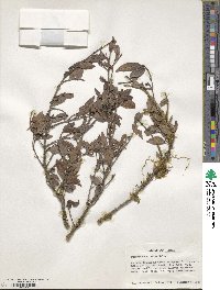 Image of Euonymus echinatus