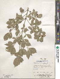 Euonymus alatus f. striata image