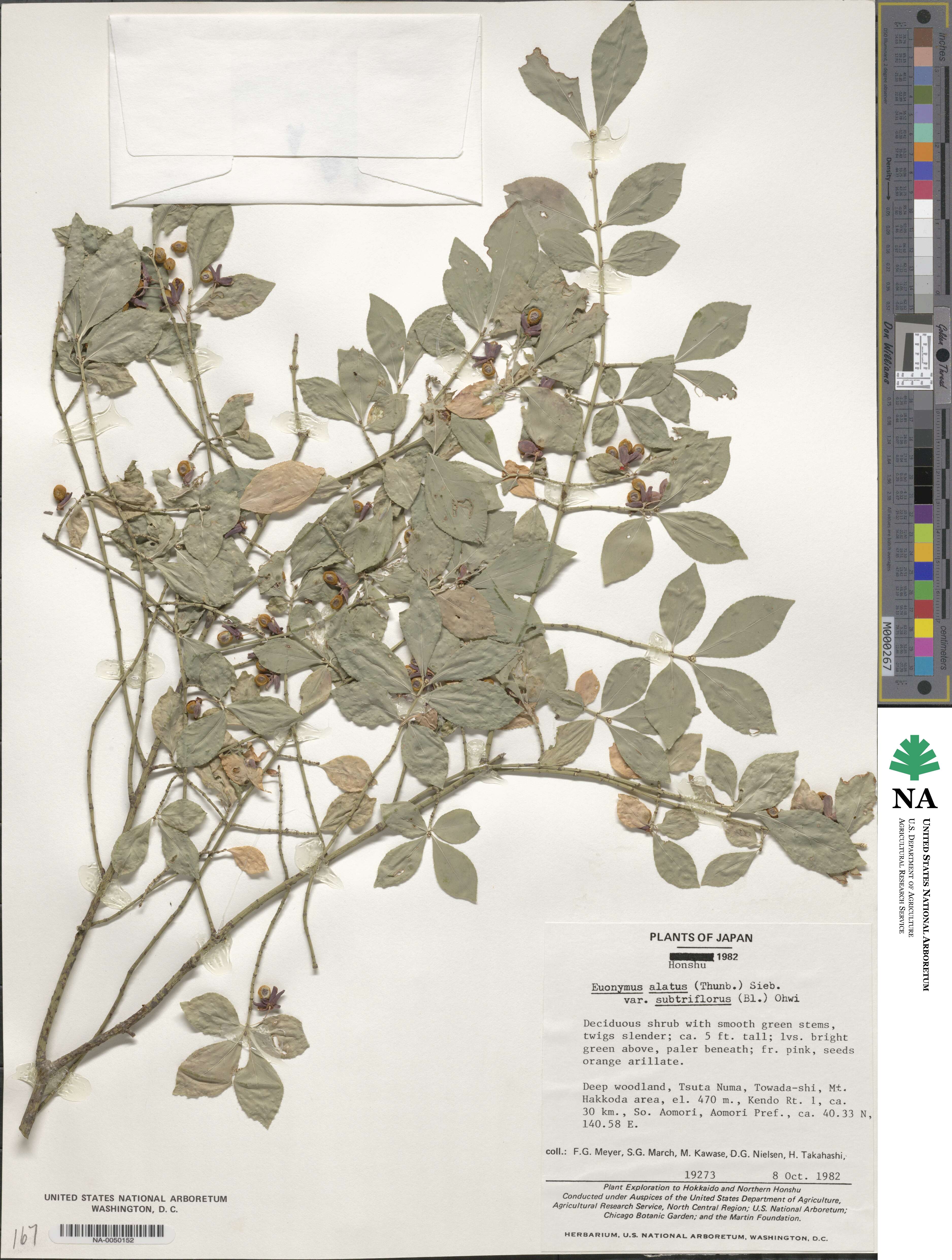 Euonymus alatus f. striata image