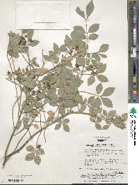 Euonymus alatus image