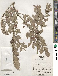 Euonymus alatus image