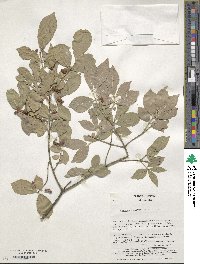 Euonymus alatus image