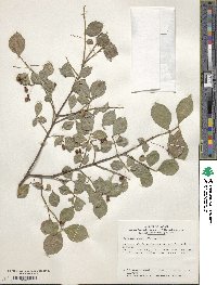 Euonymus alatus image