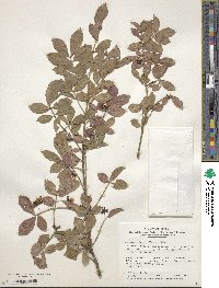 Euonymus alatus image