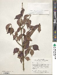 Euonymus alatus image