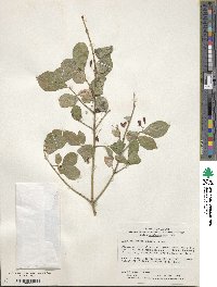 Euonymus alatus image