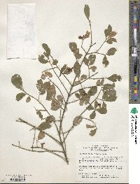 Euonymus alatus image