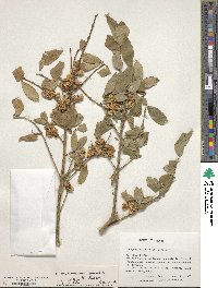 Euonymus carnosus image