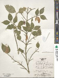 Euonymus melananthus image