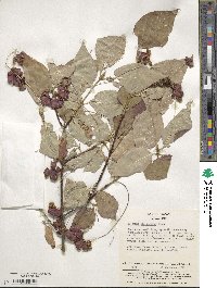 Euonymus macropterus image