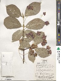 Euonymus macropterus image