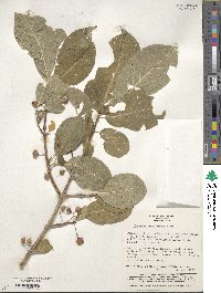 Euonymus hamiltonianus image