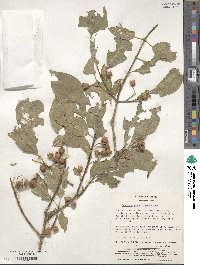 Euonymus hamiltonianus image