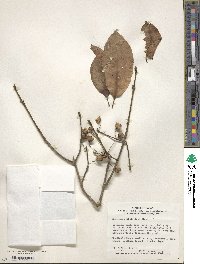 Euonymus hamiltonianus image