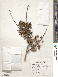 Euonymus hamiltonianus image