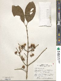 Euonymus hamiltonianus image