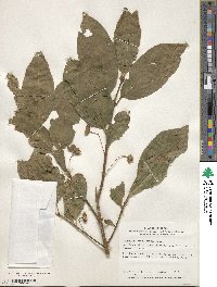 Euonymus hamiltonianus image