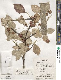 Euonymus echinatus var. trichocarpus image