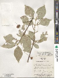 Euonymus echinatus image