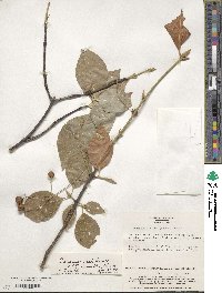 Euonymus echinatus var. trichocarpus image