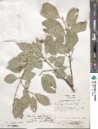 Euonymus echinatus image