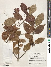 Euonymus oxyphyllus image